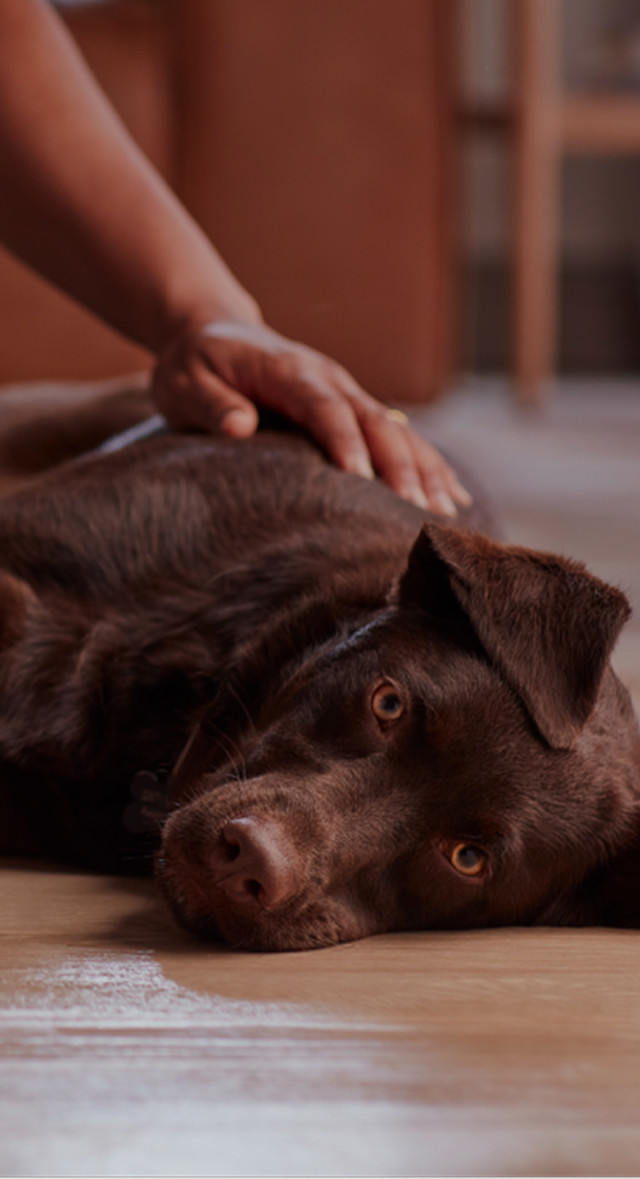 Top Pet Insurance Companies in Europe and Their Insurance Quotes Top Pet Insurance Companies in Europe and Their Insurance Quotes